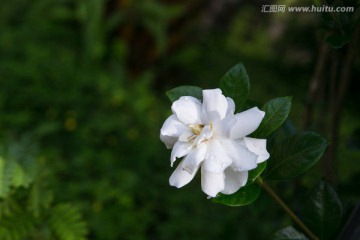 栀子花 白花