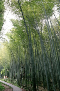 竹子 竹林小径