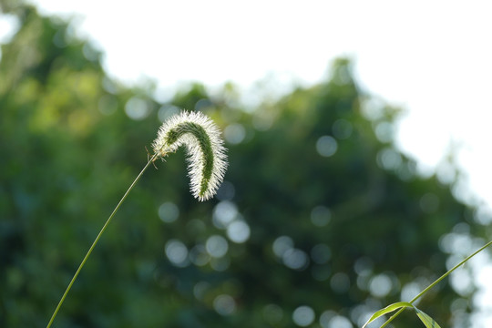 狗尾巴花