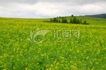 夏季呼伦贝尔油菜田