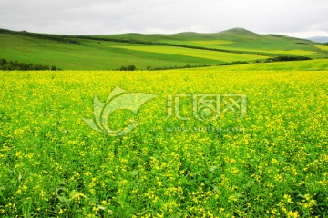 夏季油菜田风光