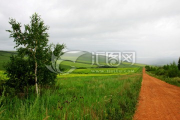 原野乡间公路一棵树