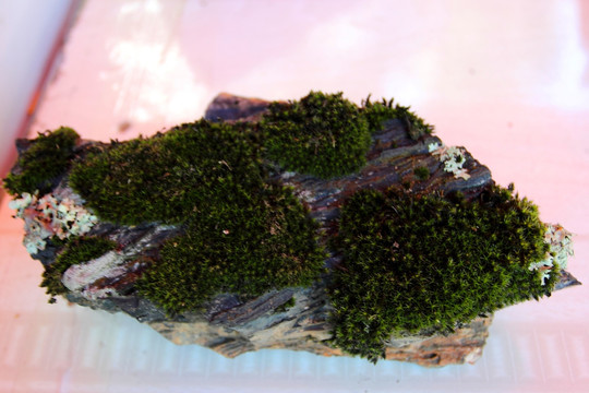 火山岩 苔藓