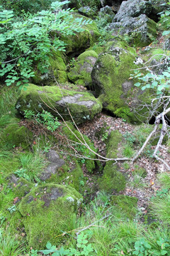 苔藓 火山岩