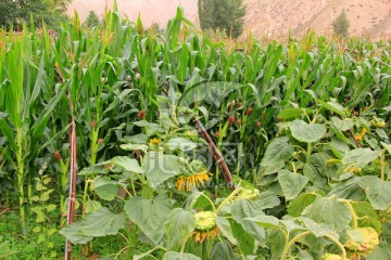 玉米地 农作物