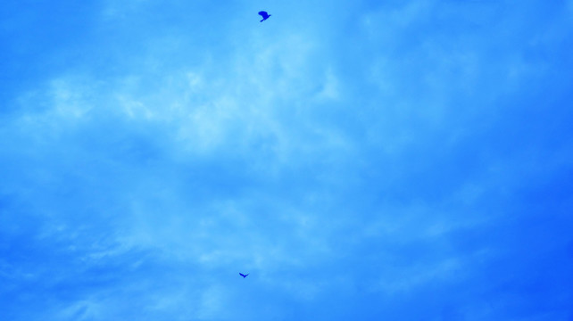 蓝天里的乌鸦