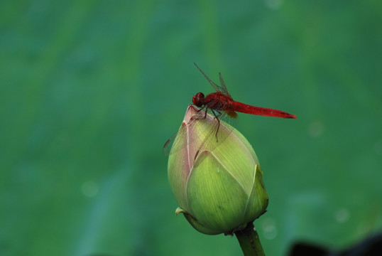 红蜻蜓