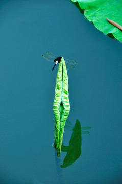 荷塘蜻蜓立荷叶