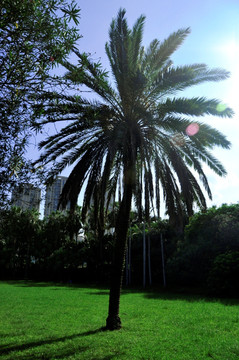 阳光棕榈树