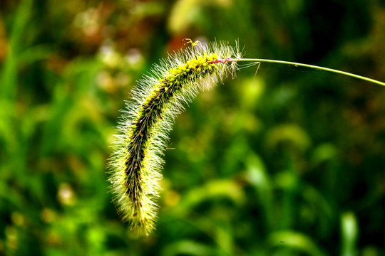 狗尾草