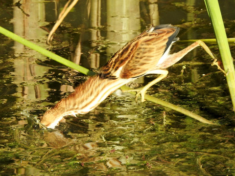 黄苇鳽