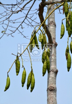 热带植物果实