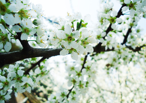 李子花