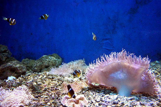 珊瑚生物世界