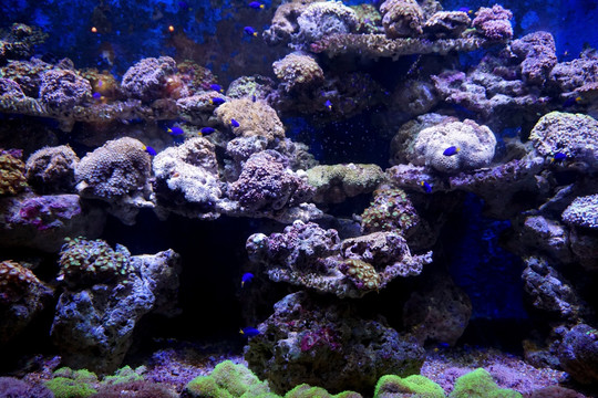 海底生物