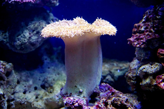 珊瑚生物