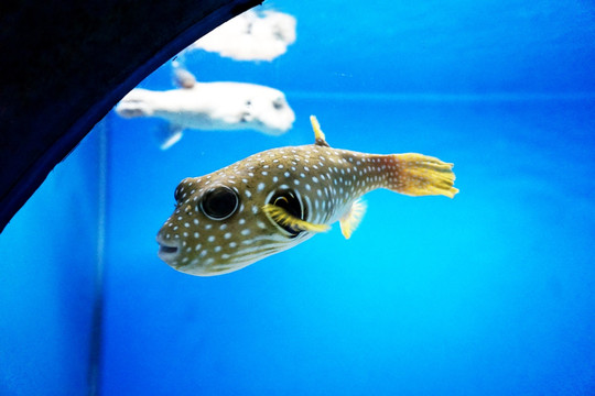 水族鱼
