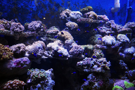 珊瑚生物