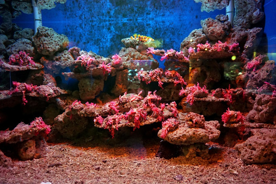 水族珊瑚装饰