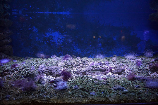 水族世界