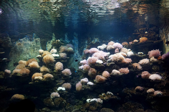 水族珊瑚