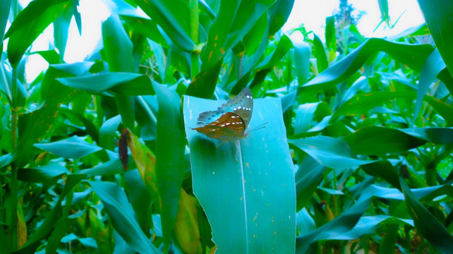 玉米和班蝶