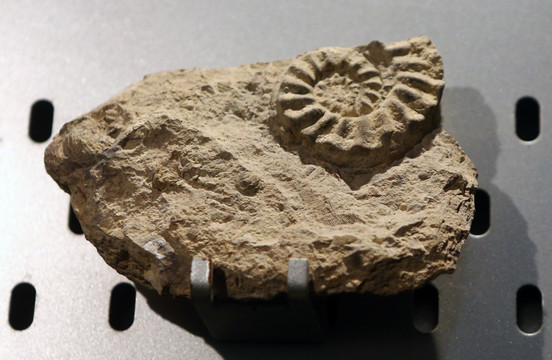 黄河角石化石