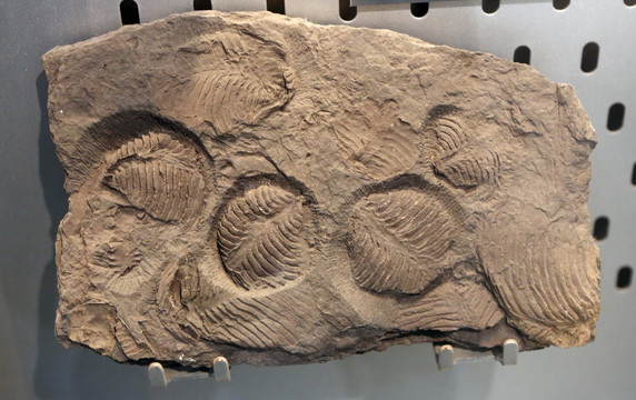欧姆贝化石