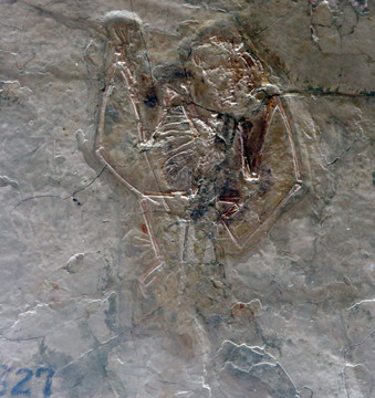 弯齿树翼龙化石
