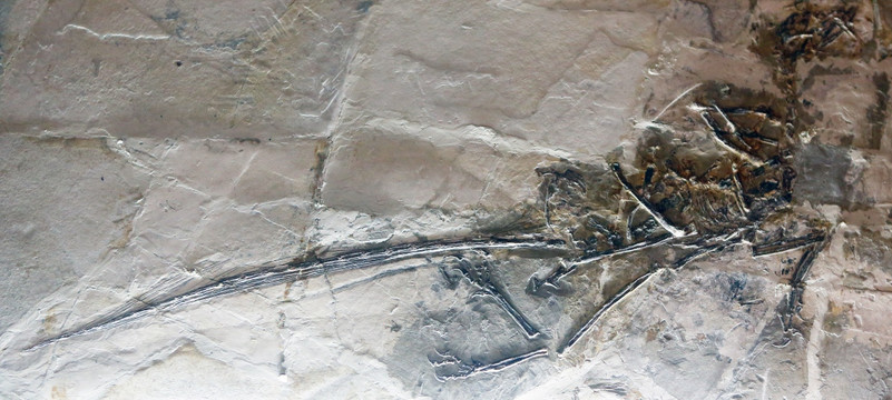 中国鸟龙化石