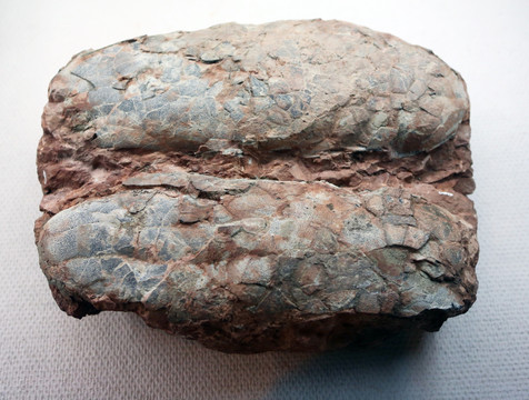 西峡巨型长形蛋化石