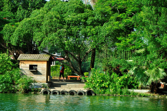 绿荫树下水边小屋子