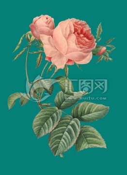 玫瑰 手绘花 植物图谱