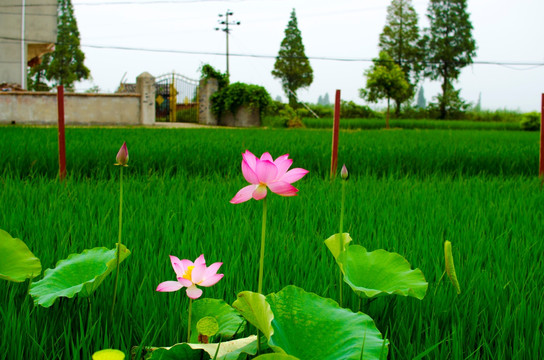 荷花