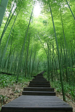 登山便道
