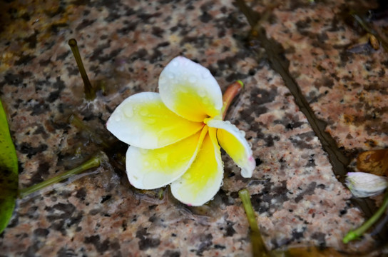 鸡蛋花 雨后落花