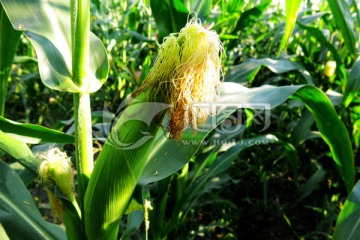 秋季的玉米