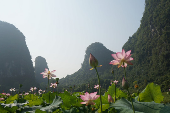 荷花 山水