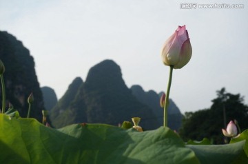 荷花 山水