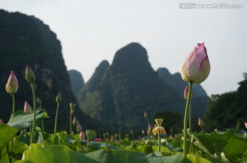 荷花 山水