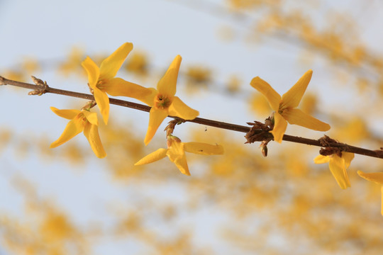 连翘花朵特写