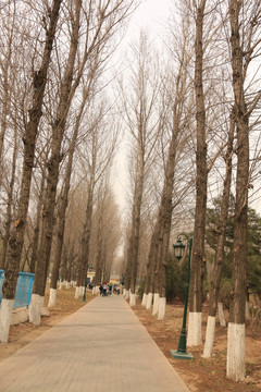 公园树林道路