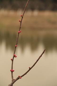 一串长满花骨朵的桃树枝