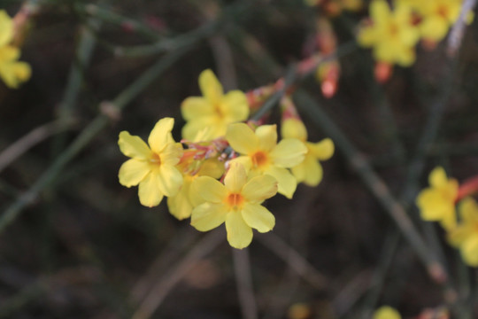 黄色小花