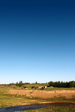 草原 放牧 牛群