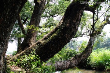 樟树