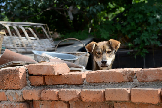 家犬