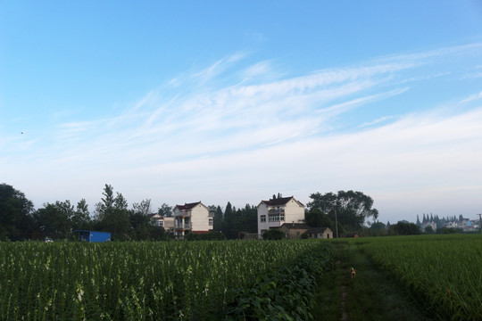 新农村