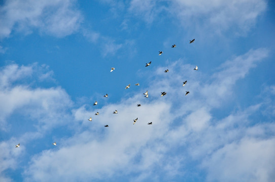 鸽子在蓝天中飞翔