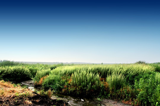 湿地 自然